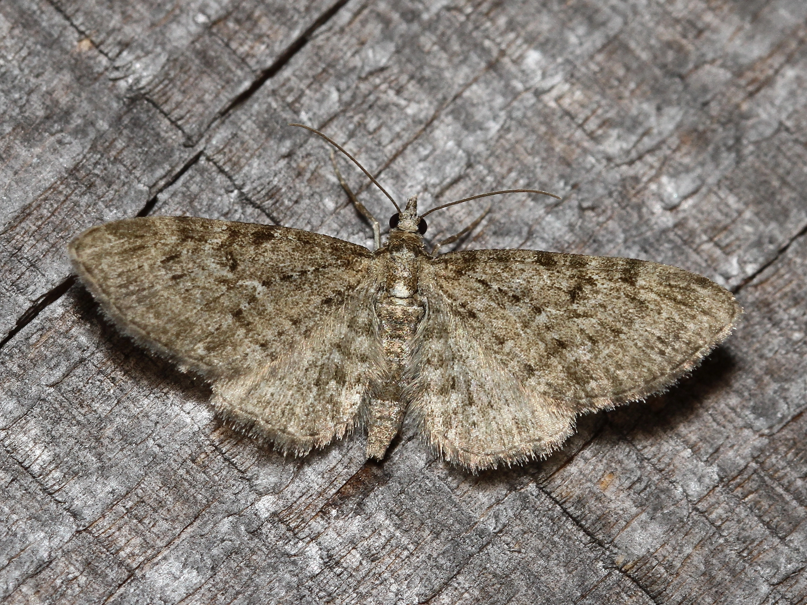 IMG_7804_lariksdwergspanner_vlindernet Eupithecia lariciata JohnVanRoosmalen 21 05 2016.JPG